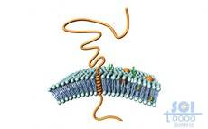 典型的单跨膜糖蛋白示意图