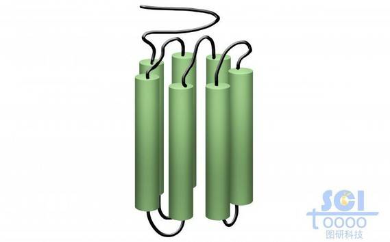 7次跨膜蛋白