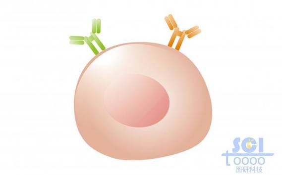 单体细胞/成熟b细胞