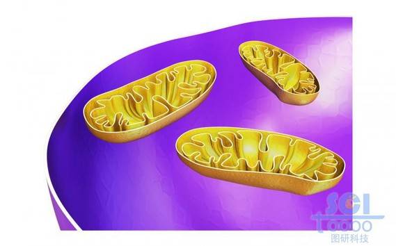 半切面的线粒体结构