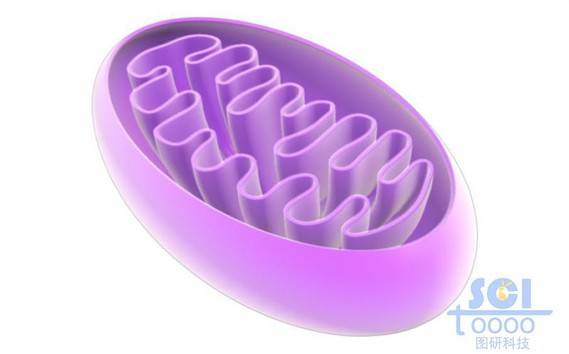 半切面的线粒体结构