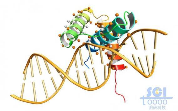 蛋白质与dna结构结合