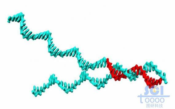 半解旋的dna双螺旋链