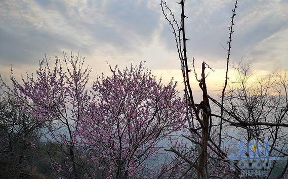 花素材